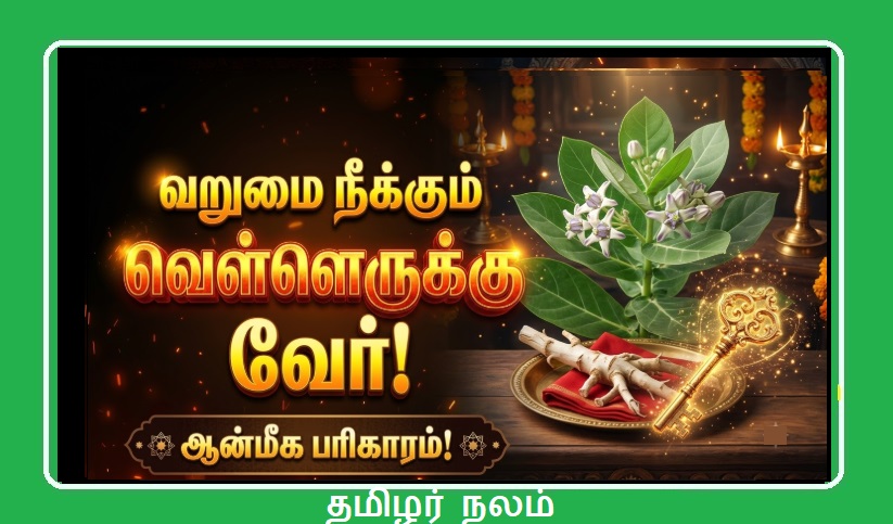 பணம் தரும் 'வெள்ளெருக்கு' வேர்! உங்கள் வீட்டு வாசலில் இதை மட்டும் கட்டுங்கள்! துரதிர்ஷ்டம் விலகும்! | Vellerukku Root for Money Attraction! Hang This on Your Entrance to Remove Bad Luck!