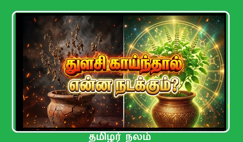வீட்டில் துளசி மரம் காய்ந்து போகிறதா? அது சொல்லும் ஆபத்தான அறிகுறி என்ன? வாஸ்து ரகசியம்! | Why Tulsi Plant Dries Up at Home? Discover the Dangerous Warning & Vastu Secrets!