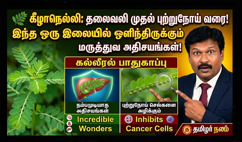 🌿 தலைவலி முதல் புற்றுநோய் வரை... கீழாநெல்லி இலையில் ஒளிந்திருக்கும் மருத்துவ அதிசயங்களின் பட்டியல்! ஒரு இயற்கை மகா மருந்து! | From Headache to Cancer: The List of Medicinal Wonders Hidden in Keezharnelli (Stonebreaker) Leaves!