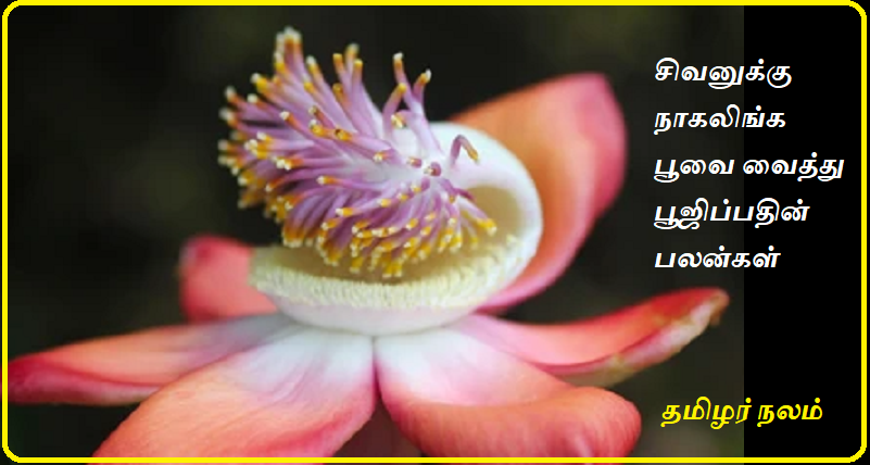 சிவனுக்கு நாகலிங்க பூவை வைத்து பூஜிப்பதின் பலன்கள் | Benefits of worshiping Lord Shiva with Nagalinga flower