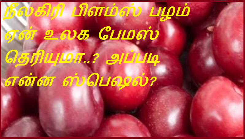 நீலகிரி பிளம்ஸ் பழம் ஏன் உலக பேமஸ் தெரியுமா அப்படி என்ன ஸ்பெஷல் | Do you know why Nilgiri plums are world famous and what is so special about them?