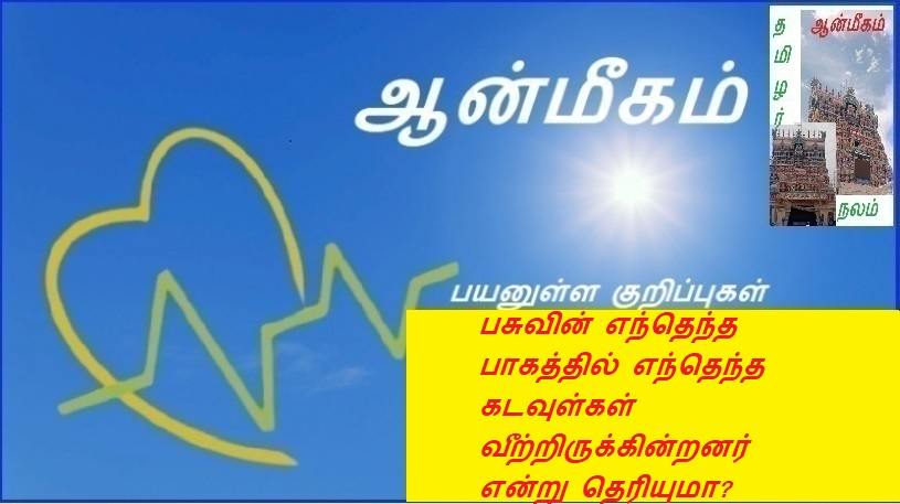 பசுவின் எந்தெந்த பாகத்தில் எந்தெந்த கடவுள்கள் வீற்றிருக்கின்றனர்  என்று தெரியுமா? | Do you know which part of the cow houses which gods?