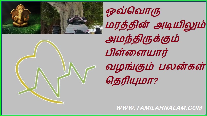 ஒவ்வொரு மரத்தின் அடியிலும் அமந்திருக்கும் பிள்ளையார் வழங்கும் பலன்கள் தெரியுமா? | Do you know the benefits of the seeds under every tree?