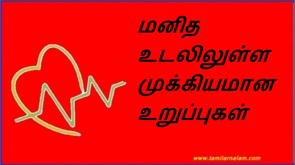 மனித உடலிலுள்ள முக்கியமான உறுப்புகள் | Important organs in the human body