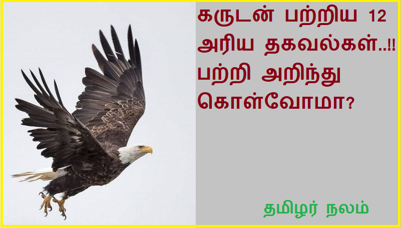 கருடன் பற்றிய 12 அரிய தகவல்கள் பற்றி அறிந்து கொள்வோமா | Let's learn about 12 rare facts about Garuda