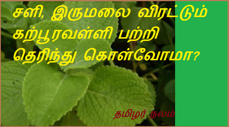 சளி, இருமலை விரட்டும் கற்பூரவள்ளி பற்றி தெரிந்து கொள்வோமா | Let's know about camphora valli, which repels colds and coughs