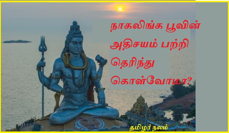 நாகலிங்க பூவின் அதிசயம் பற்றி தெரிந்து கொள்வோமா | Let's know about the miracle of Nagalinga flower?