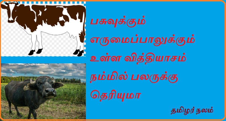 பசுவுக்கும் எருமைப்பாலுக்கும் உள்ள வித்தியாசம் நம்மில் பலருக்கு தெரியுமா | Many of us know the difference between cow and buffalo milk