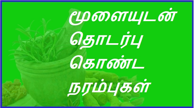 மூளையுடன் தொடர்பு கொண்ட நரம்புகள் | Nerves connected to the Brain