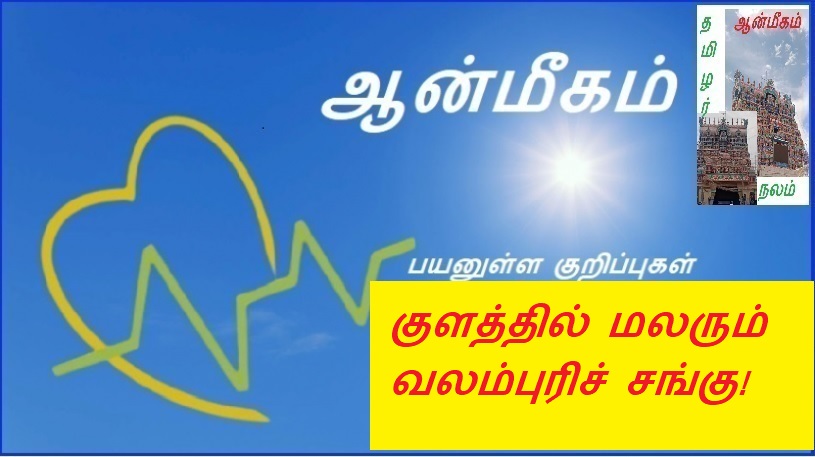 குளத்தில் மலரும் வலம்புரிச் சங்கு! | Valampuri conch blossoming in the pond!