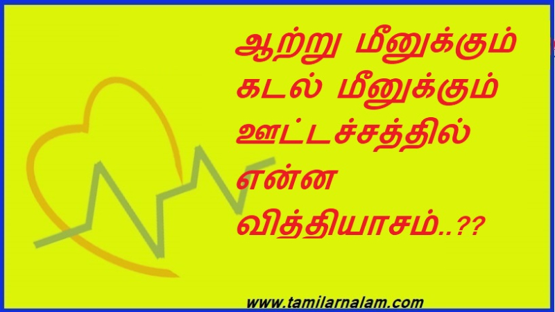 ஆற்று மீனுக்கும் கடல் மீனுக்கும் ஊட்டச்சத்தில் என்ன வித்தியாசம்..?? | What is the difference in nutrition between river fish and sea fish..??