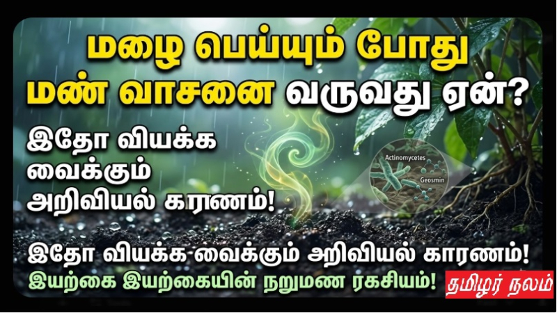 மழை பெய்யும் போது மண் வாசனை வருவது ஏன்? இதோ வியக்க வைக்கும் அறிவியல் காரணம்