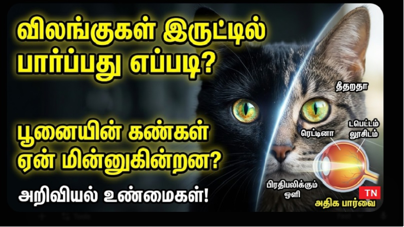 விலங்குகள் இருட்டில் பார்ப்பது எப்படி? பூனையின் கண்கள் ஏன் மின்னுகின்றன?