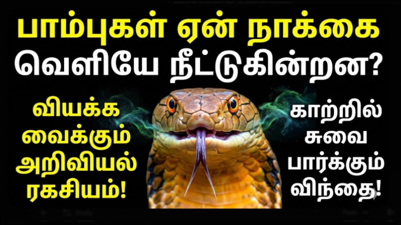 பாம்புகள் ஏன் நாக்கை வெளியே நீட்டுகின்றன? இதோ வியக்க வைக்கும் அறிவியல் ரகசியம்! 