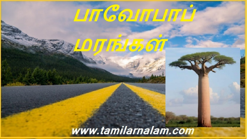 பாவோபாப் மரங்கள்