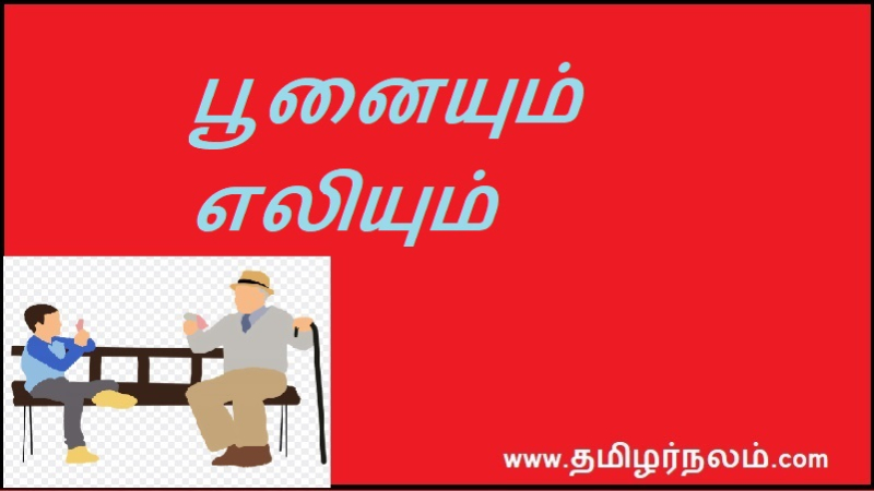 பூனையும் எலியும்