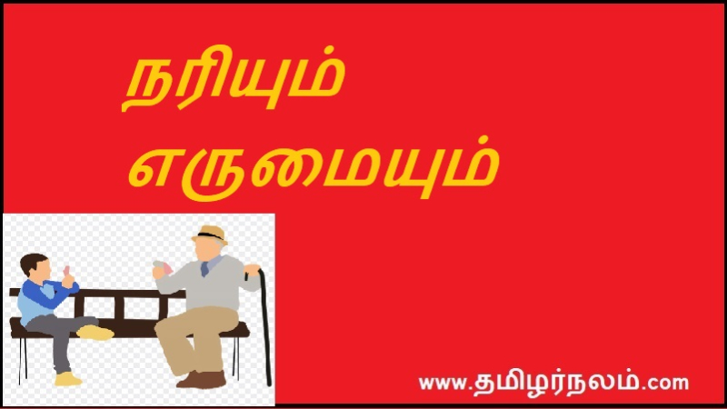 நரியும் எருமையும்