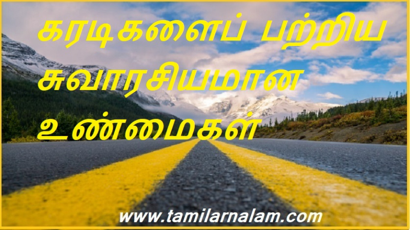 கரடிகளைப் பற்றிய சுவாரசியமான உண்மைகள் | Interesting facts about bears