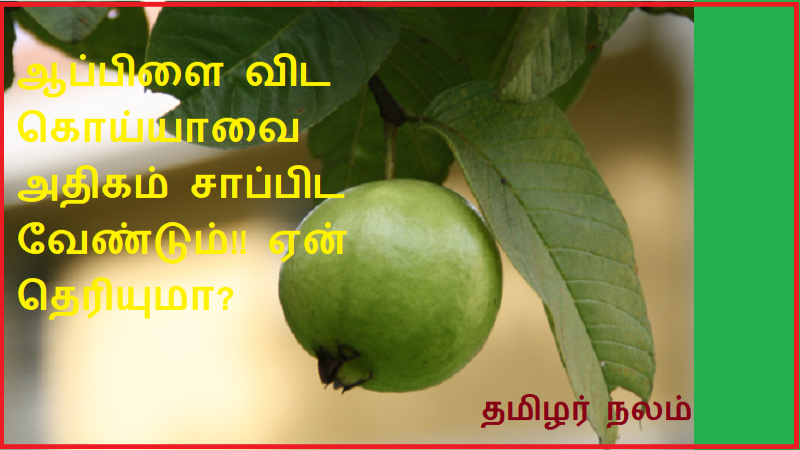 ஆப்பிளை விட கொய்யாவை அதிகம் சாப்பிட வேண்டும் ஏன் தெரியுமா