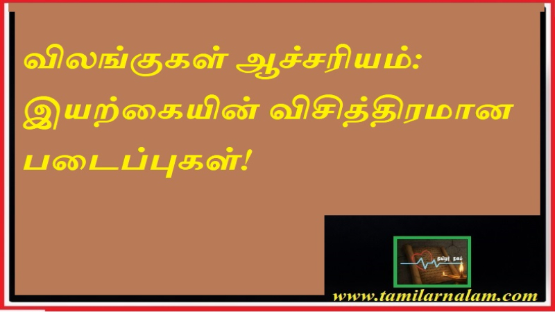 விலங்குகள் ஆச்சரியம்