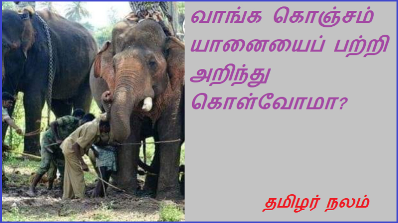 விலங்குகளின் பண்புகள்